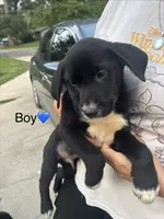 Boy, a male Australian Cattle Dog and Labrador Retriever for sale in Joliet, IL – 1 of 1