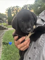 Boy, a male Australian Cattle Dog and Labrador Retriever for sale in Joliet, IL – 1 of 1