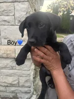 Boy, a male Australian Cattle Dog and Labrador Retriever for sale in Joliet, IL – 1 of 1