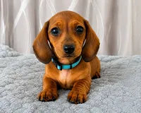 Dobby, a male Miniature Dachshund for sale in Washington, IN – 2 of 5