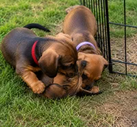 Dobby, a male Miniature Dachshund for sale in Washington, IN – 5 of 5