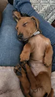 Raj, a male Miniature Dachshund for sale in Washington, IN – 4 of 10