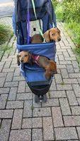 Winnie, a female Miniature Dachshund for sale in Washington, IN – 10 of 10