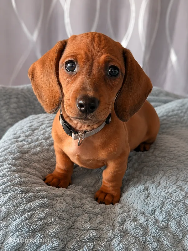 Raj – Miniature Dachshund puppy for sale in Washington, IN