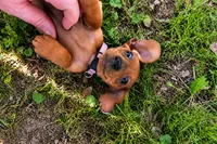 Frannie, a female Miniature Dachshund for sale in Washington, IN – 5 of 5