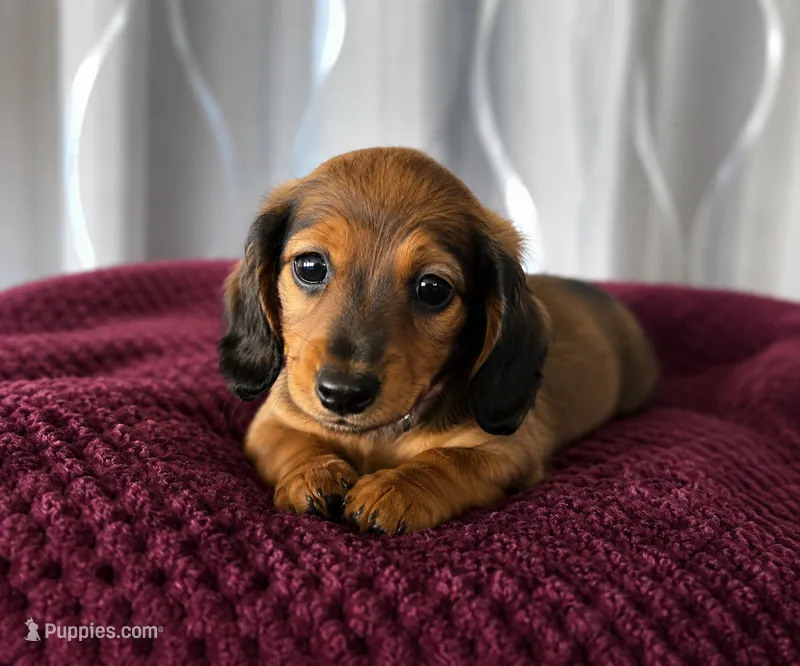 Winnie – Miniature Dachshund puppy for sale in Washington, IN