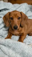 Raj, a male Miniature Dachshund for sale in Washington, IN – 1 of 10