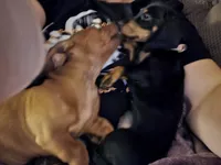 Roger, a male Miniature Dachshund for sale in Washington, IN – 10 of 10