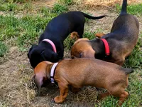 Nova , a female Miniature Dachshund for sale in Washington, IN – 3 of 5