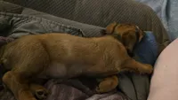 Winnie, a female Miniature Dachshund for sale in Washington, IN – 4 of 10
