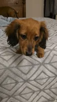 Winnie, a female Miniature Dachshund for sale in Washington, IN – 9 of 10