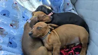 Raj, a male Miniature Dachshund for sale in Washington, IN – 6 of 10