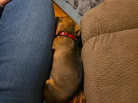 Poppy, a female Miniature Dachshund for sale in Washington, IN – 5 of 5