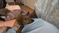 Raj, a male Miniature Dachshund for sale in Washington, IN – 7 of 10