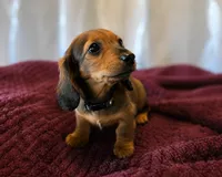 Winnie, a female Miniature Dachshund for sale in Washington, IN – 3 of 4