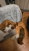 Raj, a male Miniature Dachshund for sale in Washington, IN – 3 of 10