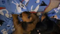 Winnie, a female Miniature Dachshund for sale in Washington, IN – 7 of 10