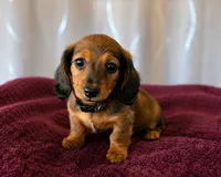 Winnie, a female Miniature Dachshund for sale in Washington, IN – 2 of 4