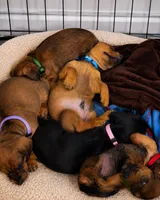 Dobby, a male Miniature Dachshund for sale in Washington, IN – 4 of 5