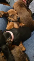 Raj, a male Miniature Dachshund for sale in Washington, IN – 5 of 10