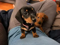 Nova , a female Miniature Dachshund for sale in Washington, IN – 4 of 5