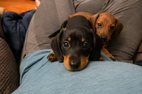 Nova , a female Miniature Dachshund for sale in Washington, IN – 2 of 5
