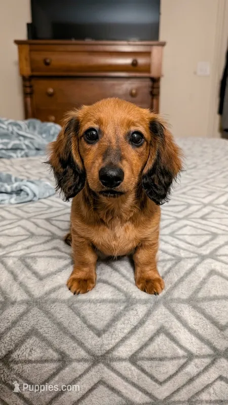 Winnie – Miniature Dachshund puppy for sale in Washington, IN