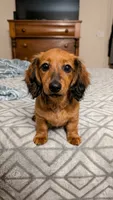 Winnie, a female Miniature Dachshund for sale in Washington, IN – 1 of 10