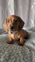 Raj, a male Miniature Dachshund for sale in Washington, IN – 1 of 5