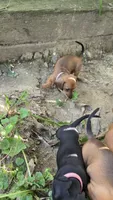 Raj, a male Miniature Dachshund for sale in Washington, IN – 4 of 5
