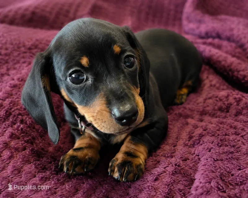Nova  – Miniature Dachshund puppy for sale in Washington, IN