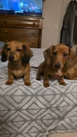 Winnie, a female Miniature Dachshund for sale in Washington, IN – 8 of 10
