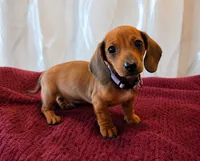 Frannie, a female Miniature Dachshund for sale in Washington, IN – 3 of 5