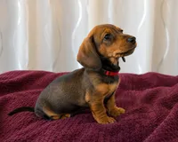 Poppy, a female Miniature Dachshund for sale in Washington, IN – 3 of 5