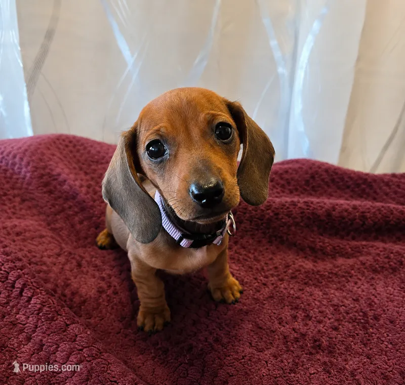 Frannie – Miniature Dachshund puppy for sale in Washington, IN