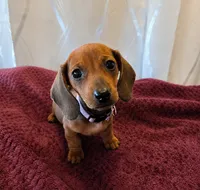 Frannie, a female Miniature Dachshund for sale in Washington, IN – 1 of 5