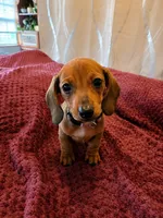 Frannie, a female Miniature Dachshund for sale in Washington, IN – 2 of 5
