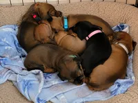 Nova , a female Miniature Dachshund for sale in Washington, IN – 5 of 5