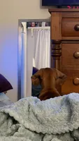Raj, a male Miniature Dachshund for sale in Washington, IN – 2 of 10