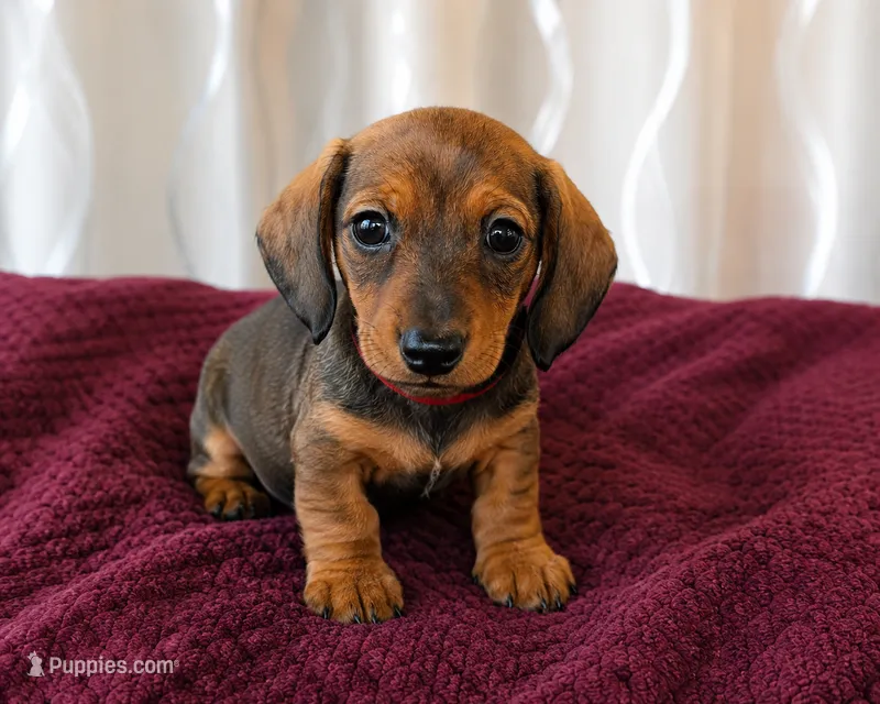 Poppy – Miniature Dachshund puppy for sale in Washington, IN