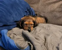 Winnie, a female Miniature Dachshund for sale in Washington, IN – 4 of 4