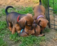 Poppy, a female Miniature Dachshund for sale in Washington, IN – 4 of 5