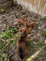Frannie, a female Miniature Dachshund for sale in Washington, IN – 4 of 5