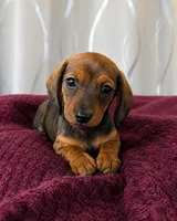Poppy, a female Miniature Dachshund for sale in Washington, IN – 2 of 5