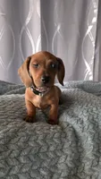 Raj, a male Miniature Dachshund for sale in Washington, IN – 3 of 5