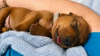 Raj, a male Miniature Dachshund for sale in Washington, IN – 8 of 10