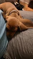 Raj, a male Miniature Dachshund for sale in Washington, IN – 5 of 5