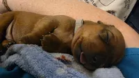 Raj, a male Miniature Dachshund for sale in Washington, IN – 2 of 5