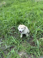 Be’Lou, a male Alaskan Husky and Labrador Retriever for sale in Kansas City, KS – 3 of 3