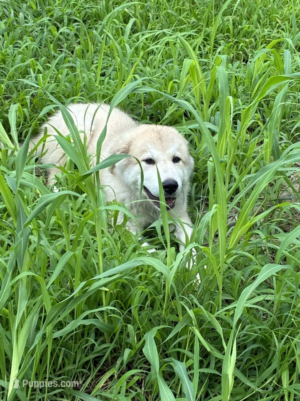Be’Lou – Alaskan Husky, Labrador Retriever puppy for sale in Kansas City, KS